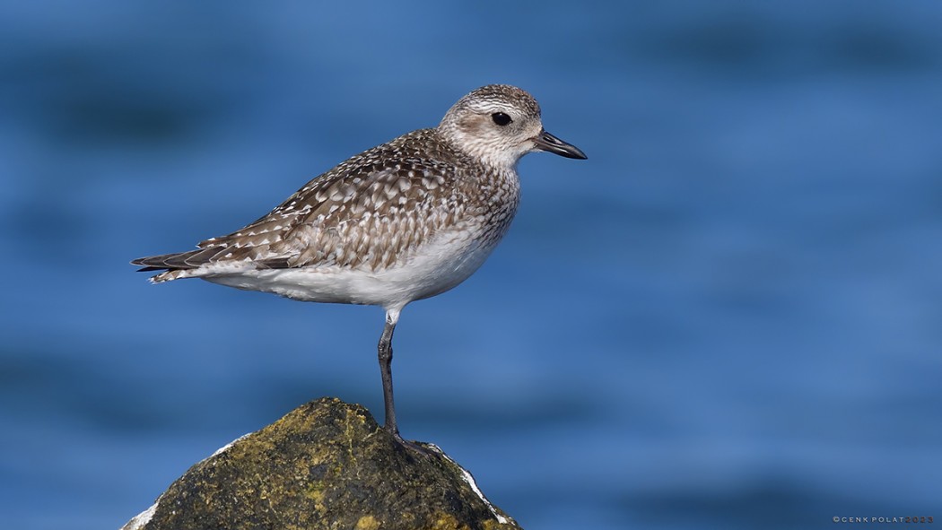 Grey Plover