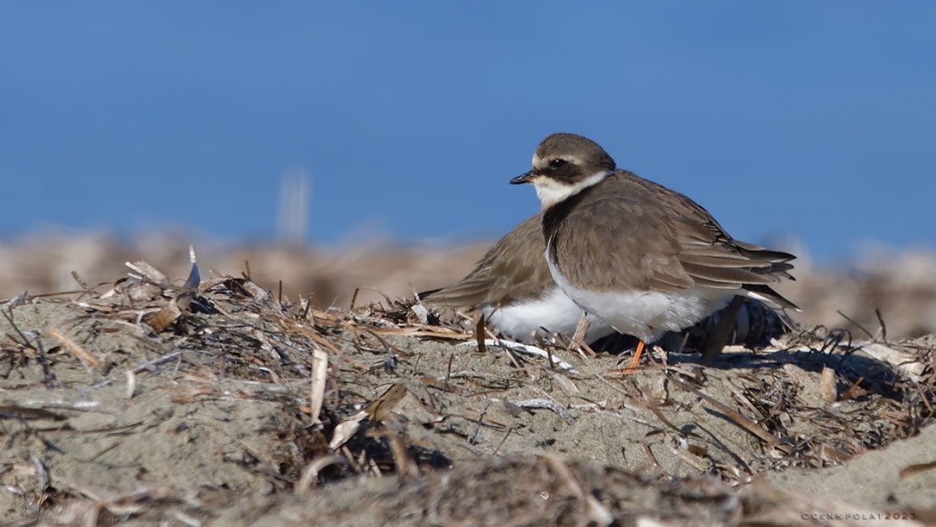 Common Ringed Plover
