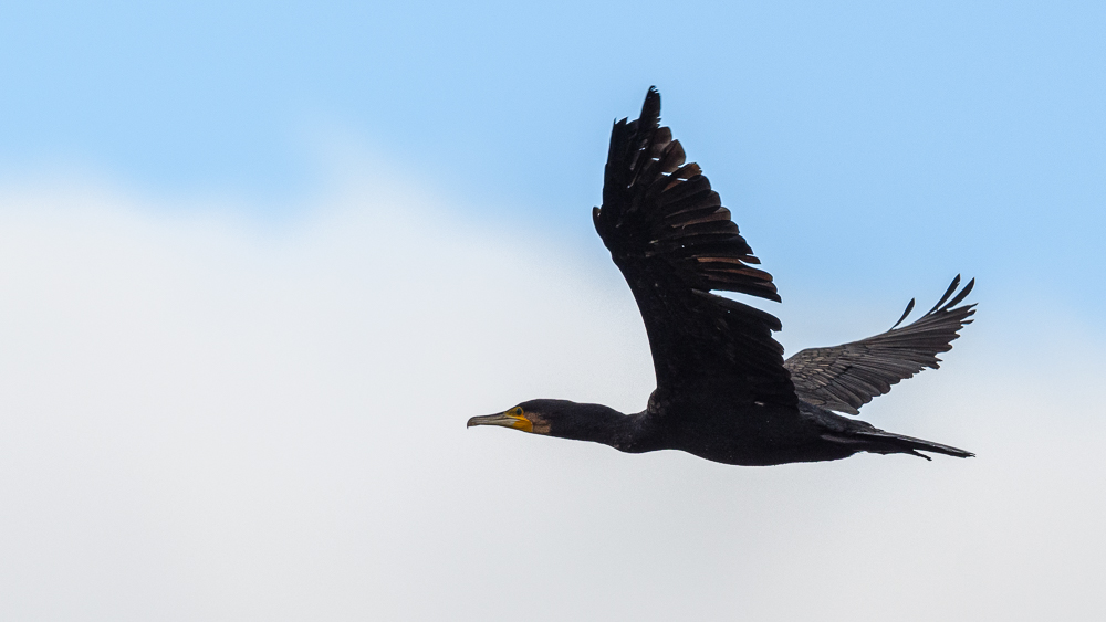 Great Cormorant
