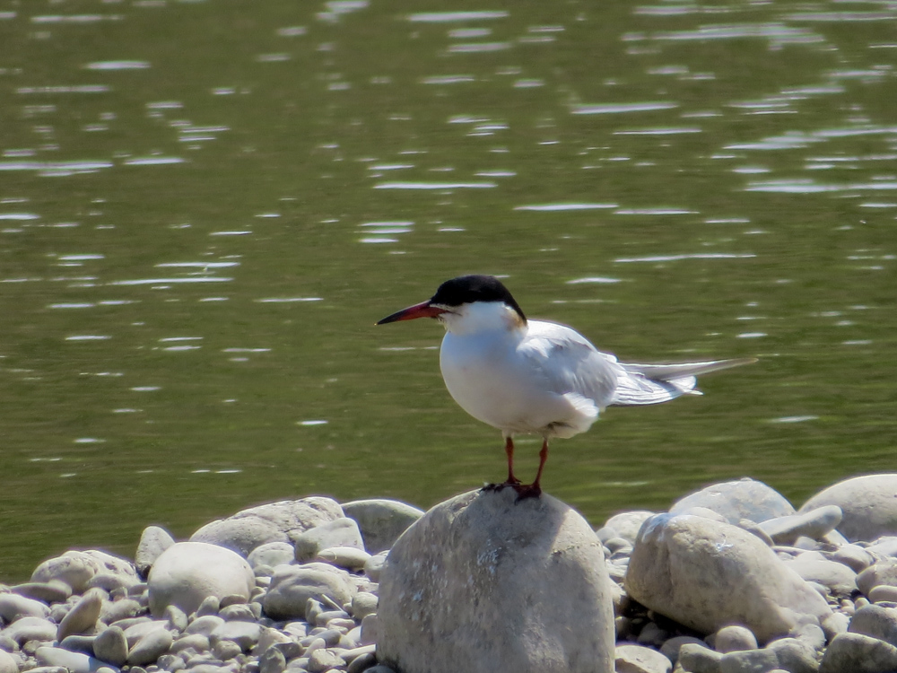 Sumru