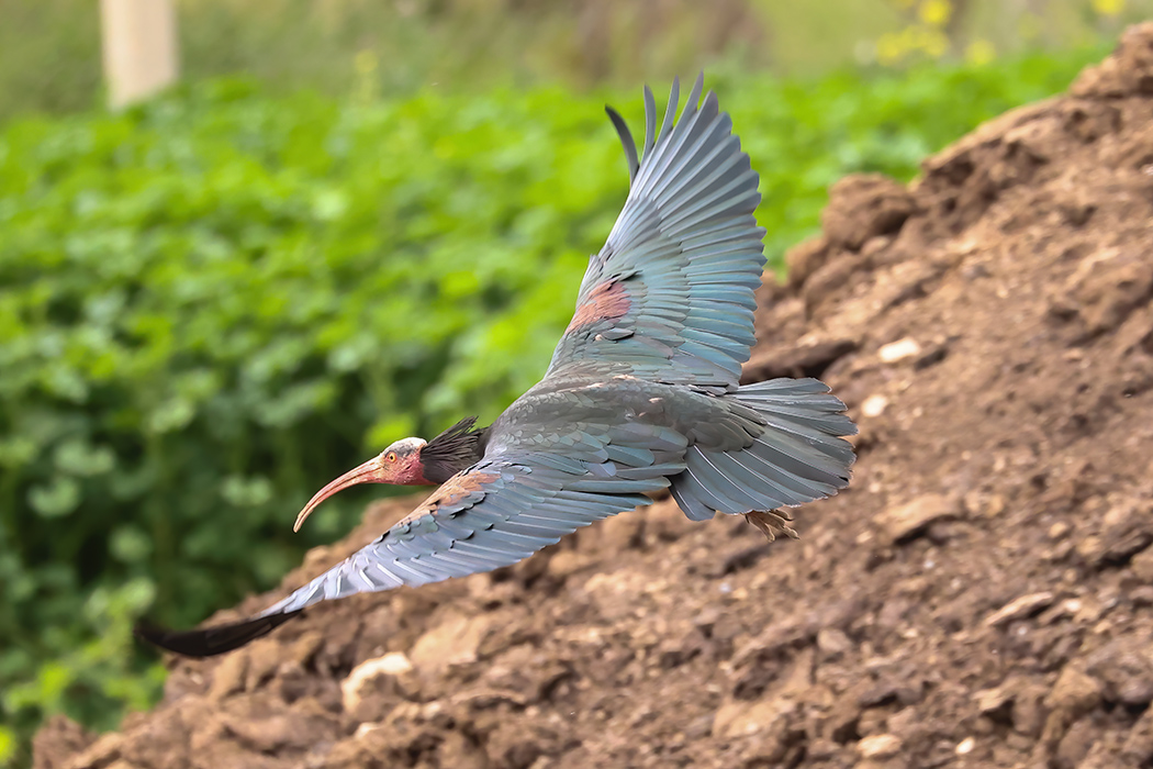 Kelaynak