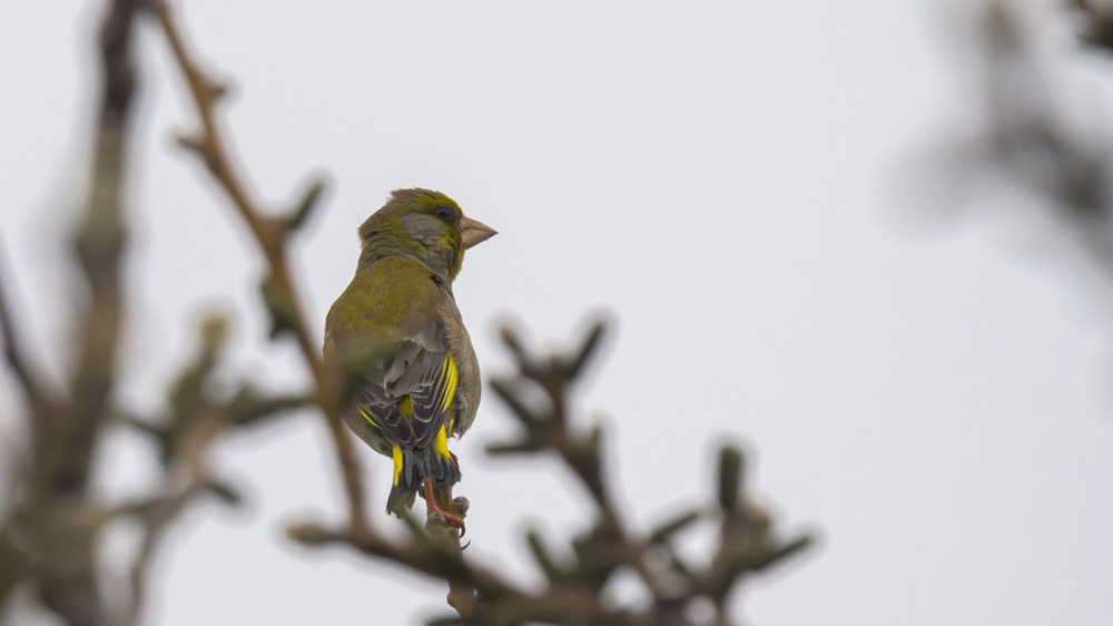 European Greenfinch