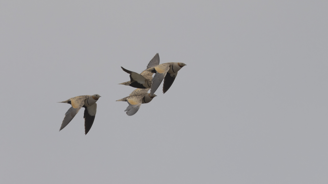 Black-bellied Sandgrouse
