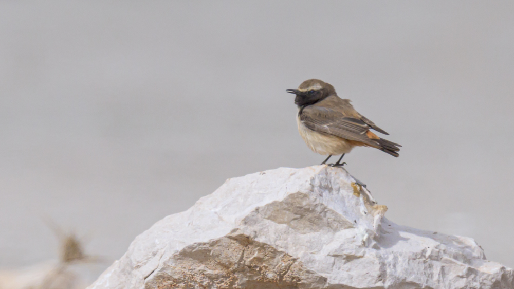 Red-tailed Wheatear