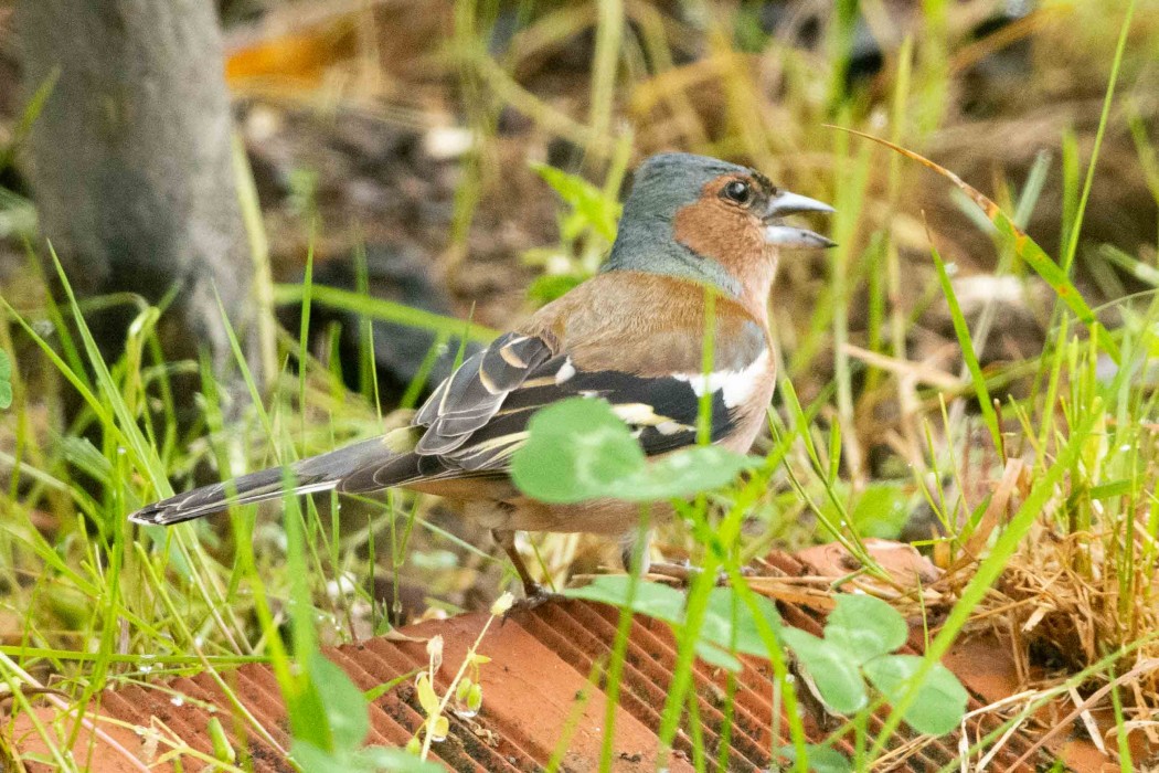 İspinoz