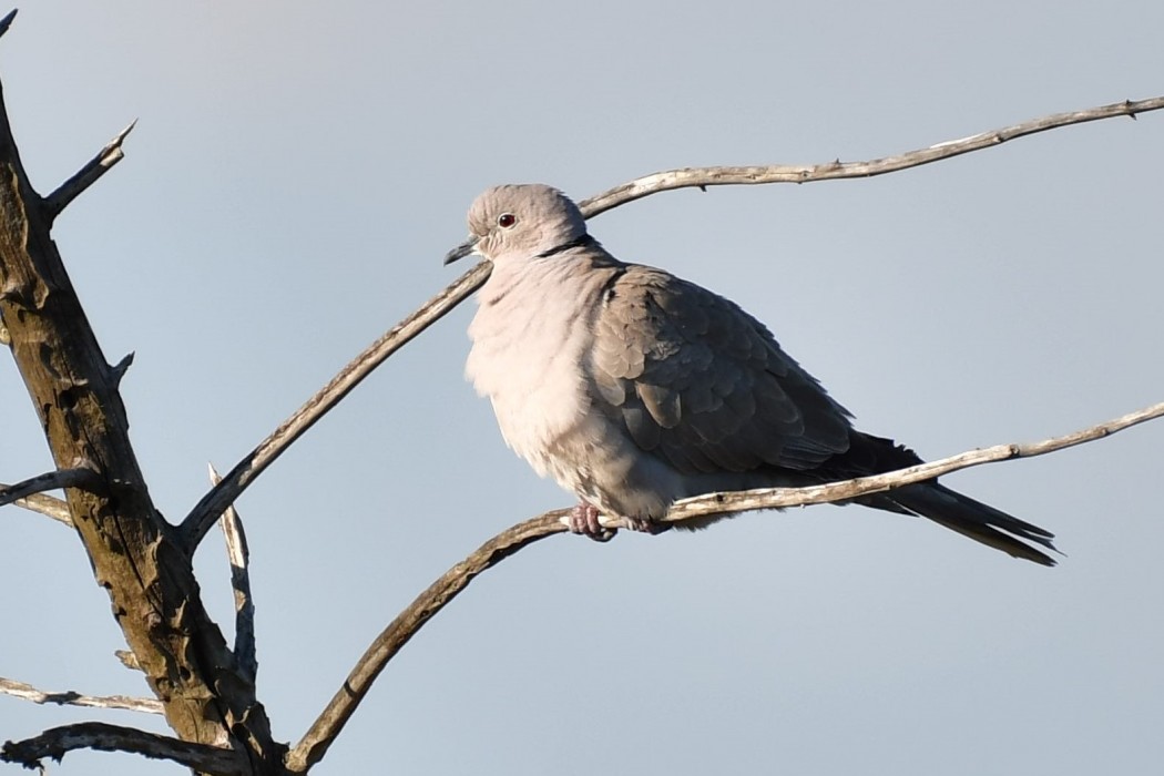 Kumru