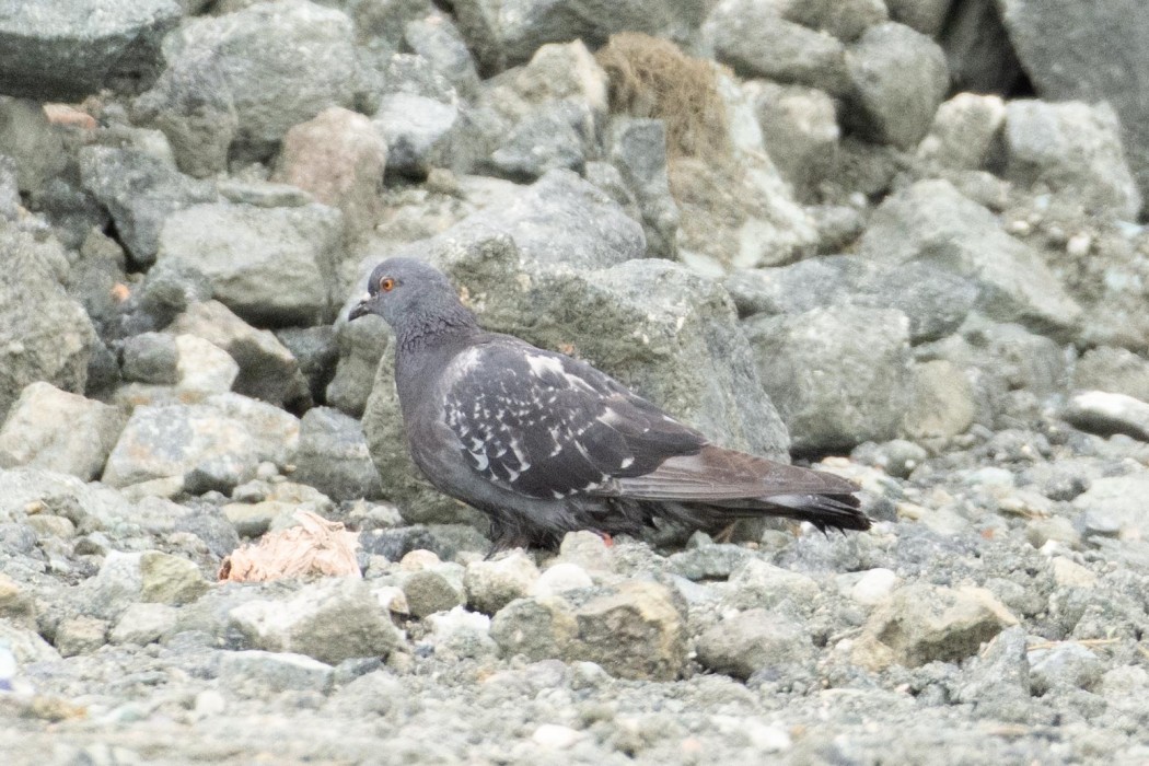 Rock Dove