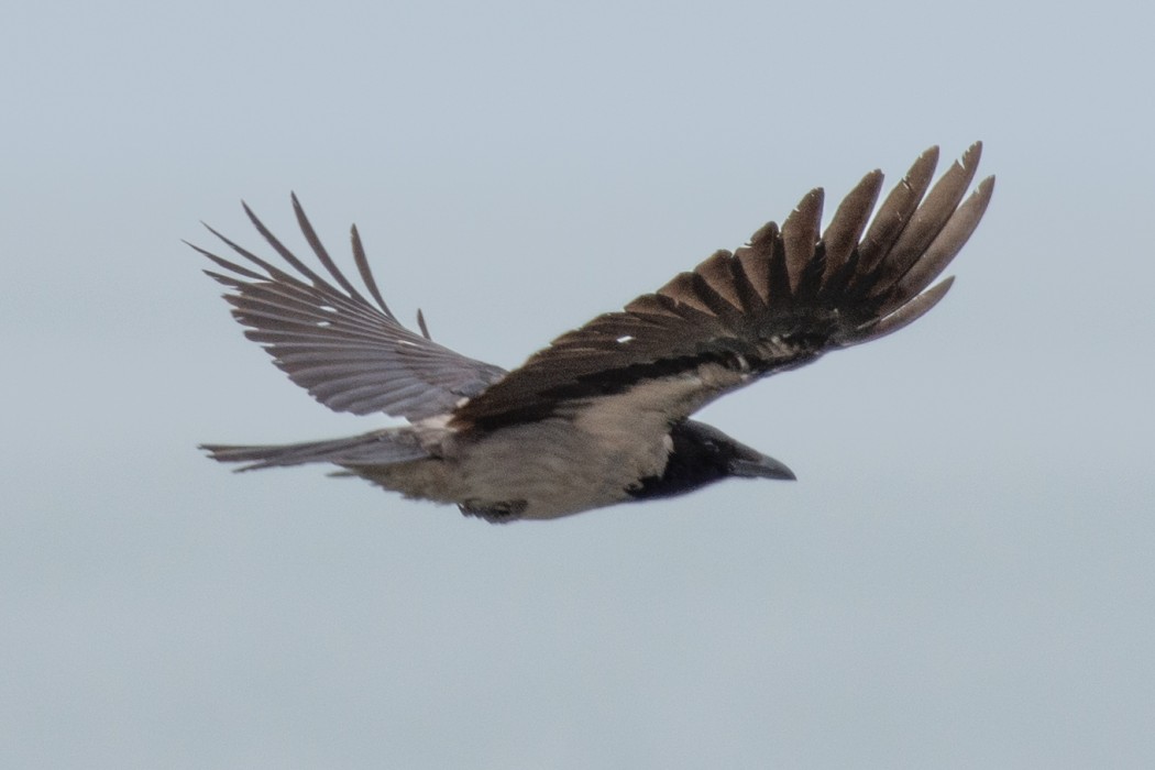Leş Kargası