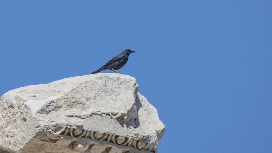Gökardıç