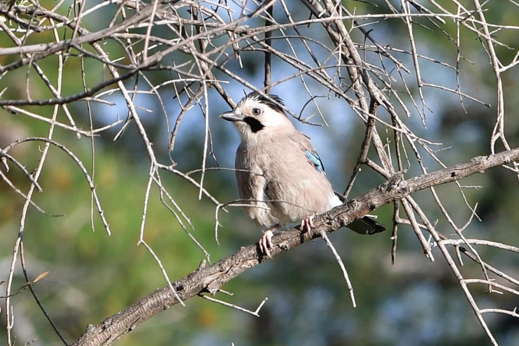 Alakarga