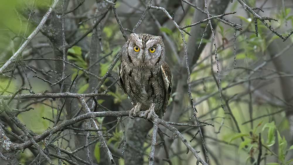 İshakkuşu