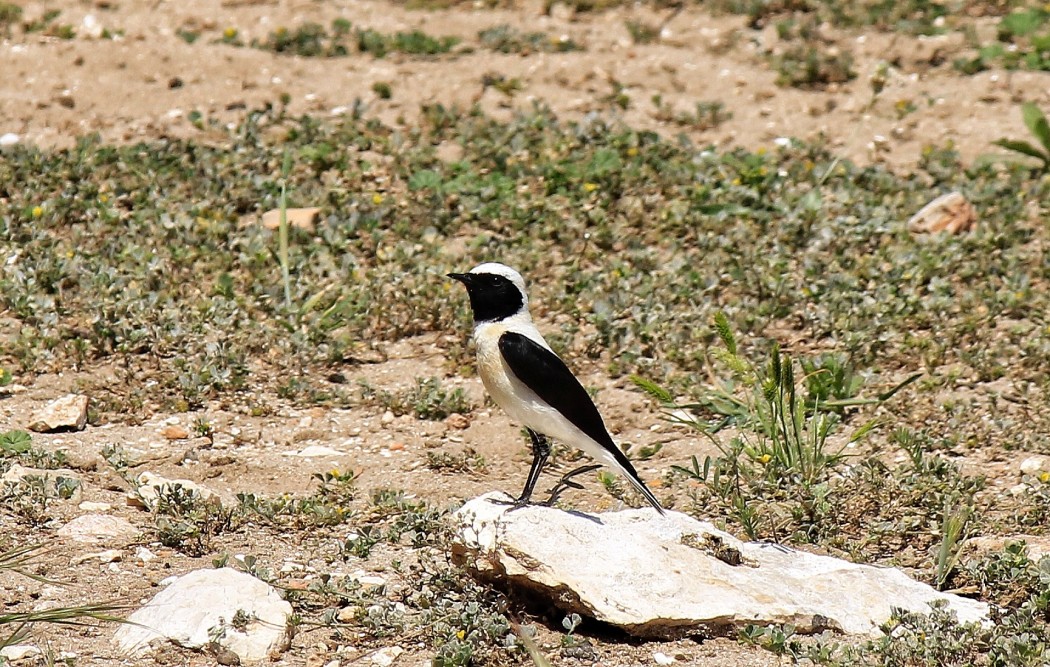 Karakulaklı Kuyrukkakan
