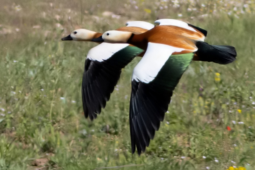 Angıt