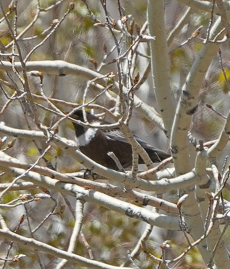 Boğmaklı Ardıç