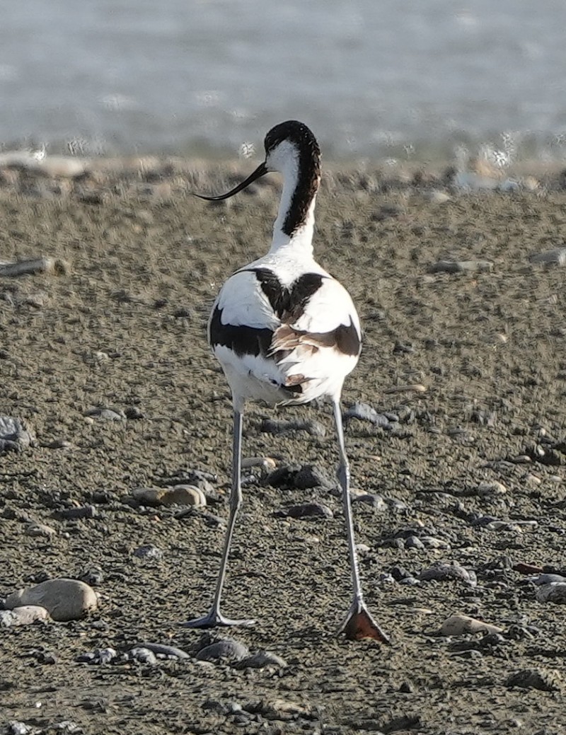 Kılıçgaga