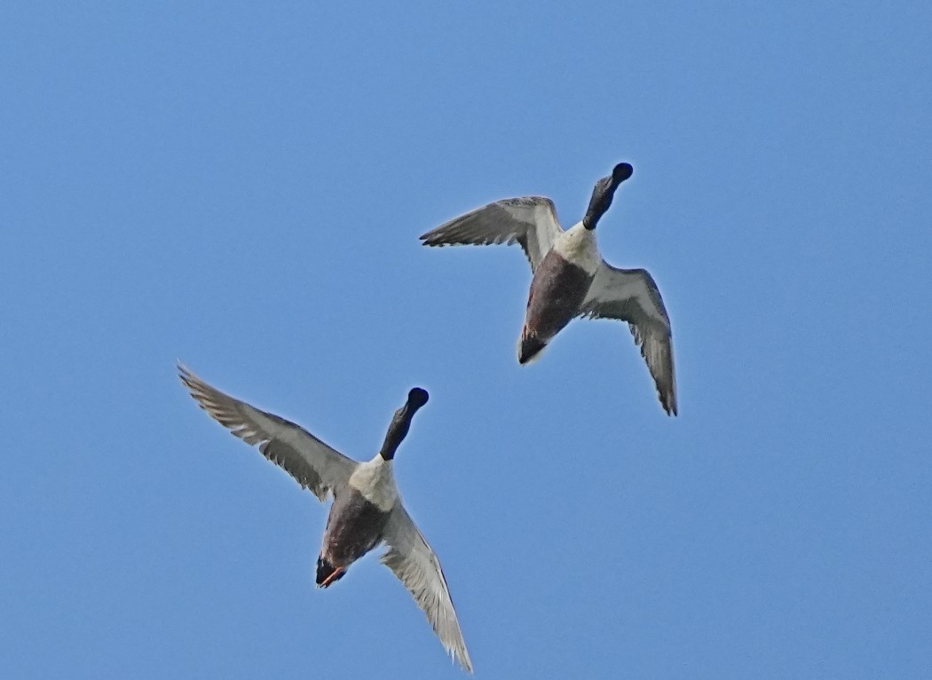 Kaşıkgaga