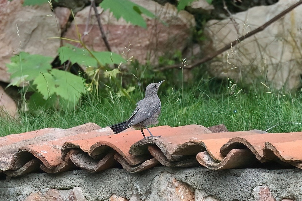 Gökardıç