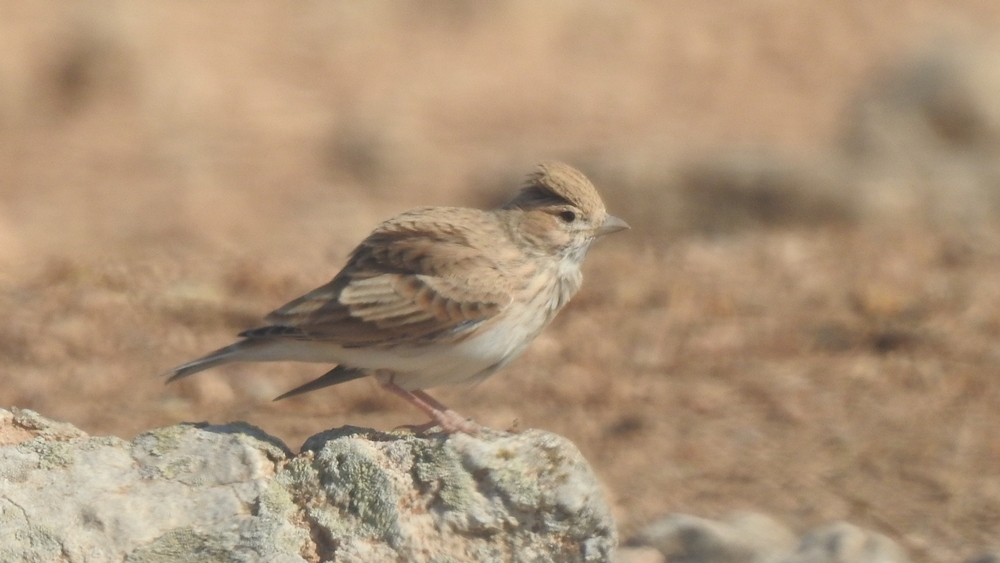 Türkistan Çorak Toygarı