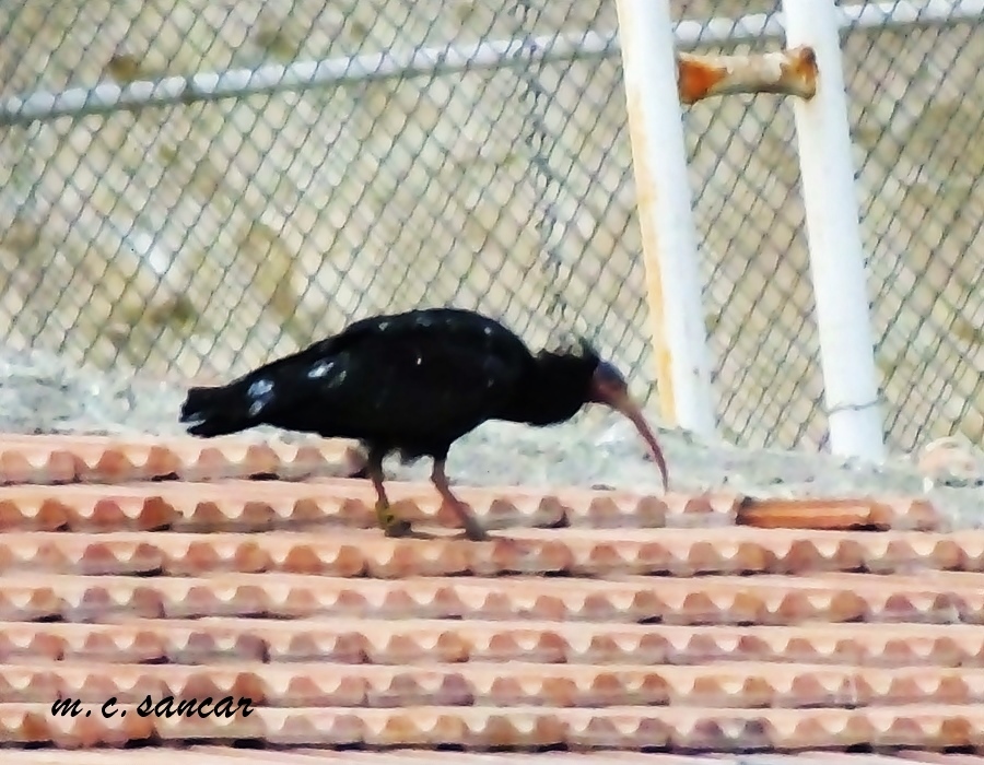 Kelaynak