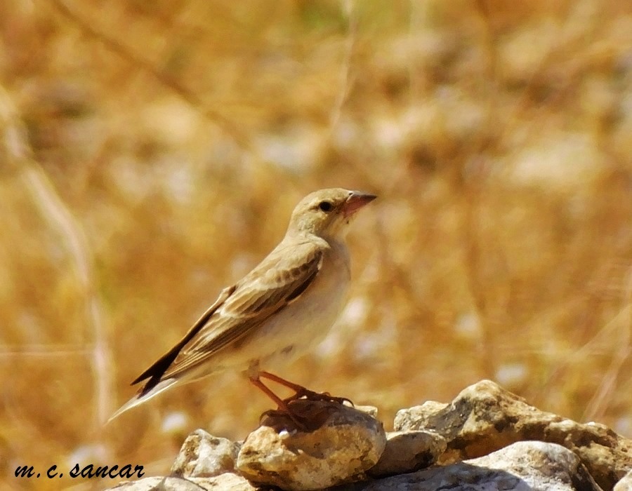 Pale Rockfinch