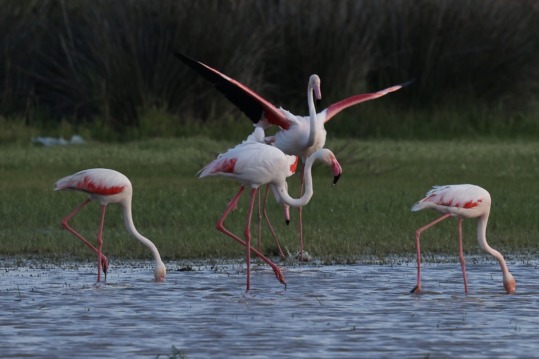 Flamingo
