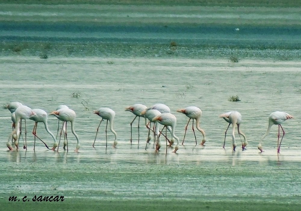 Flamingo