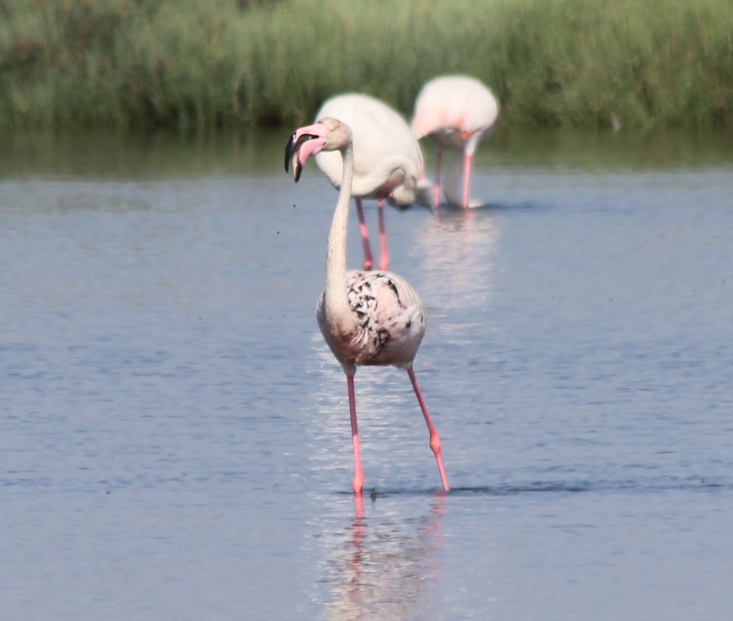 Flamingo