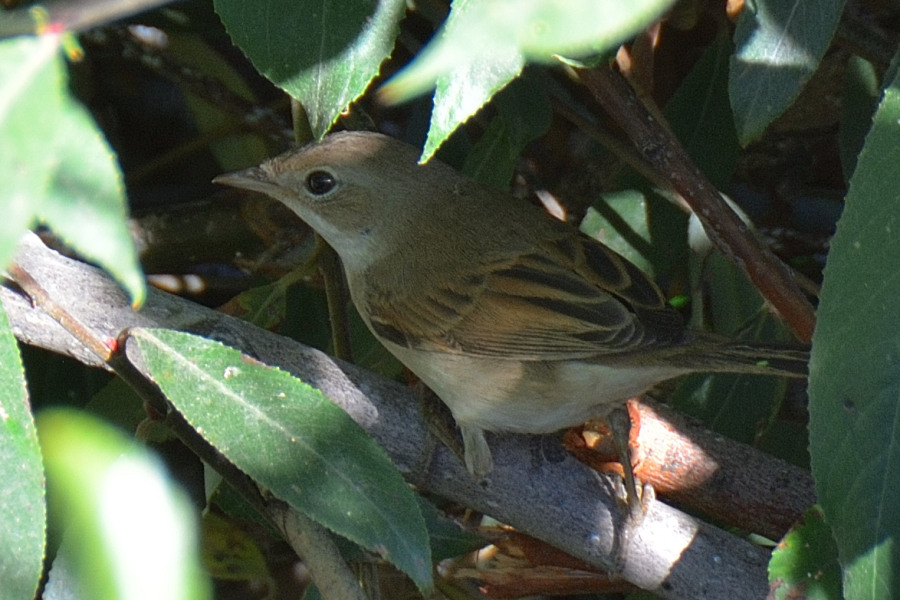 Common Whitethroat
