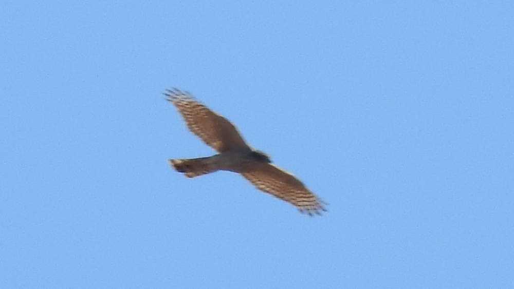 Atmaca