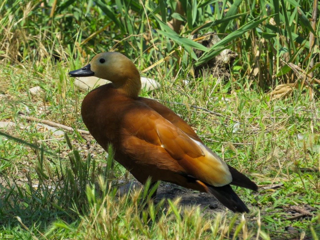Angıt