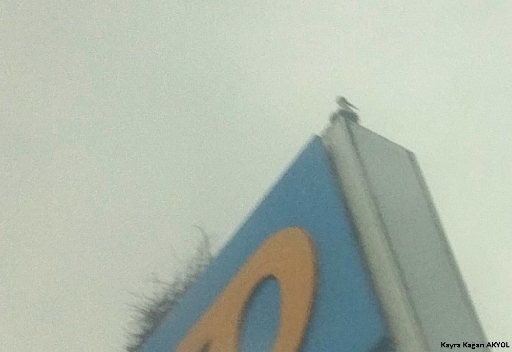 Leylek