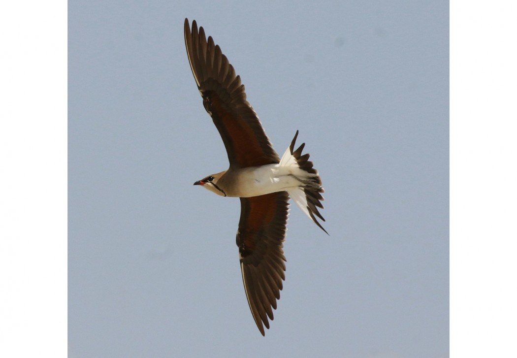 Collared Pratincole