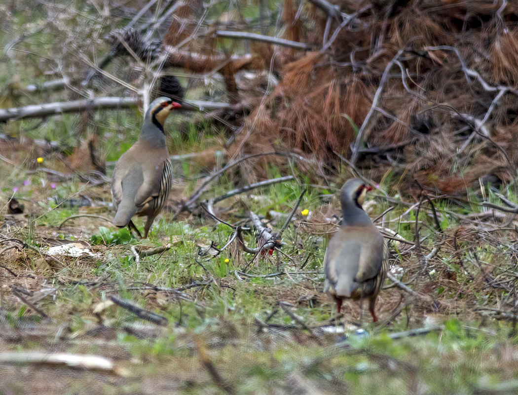Kınalı Keklik