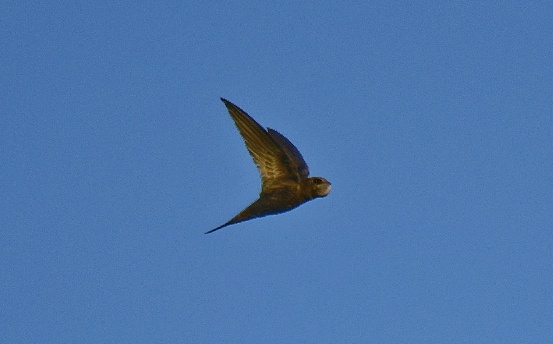 Ebabil