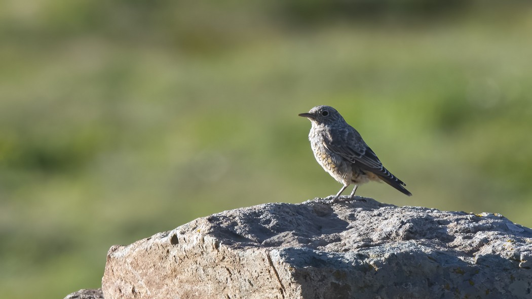 Common Rock Thrush