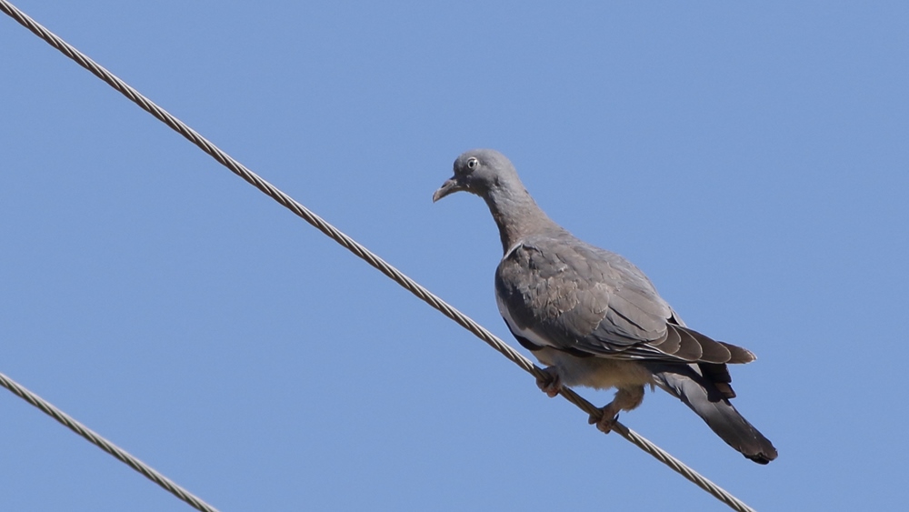 Tahtalı