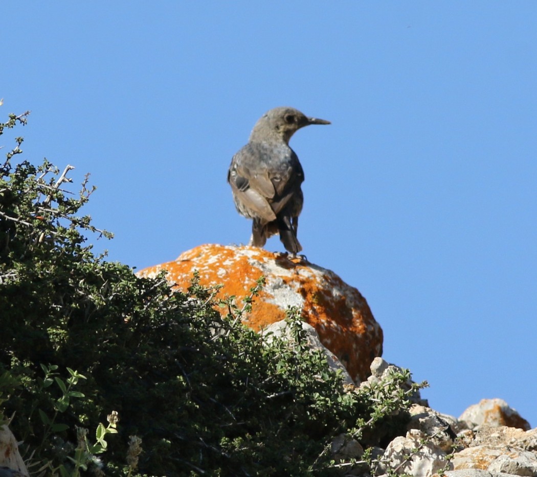 Gökardıç