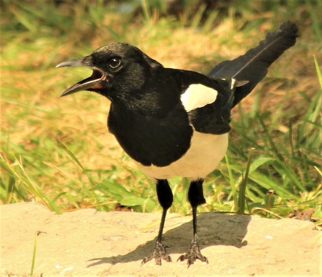 Saksağan