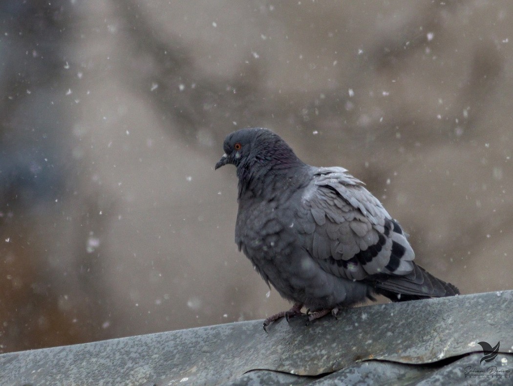 Rock Dove