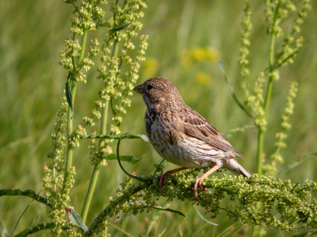 Tarla Kirazkuşu