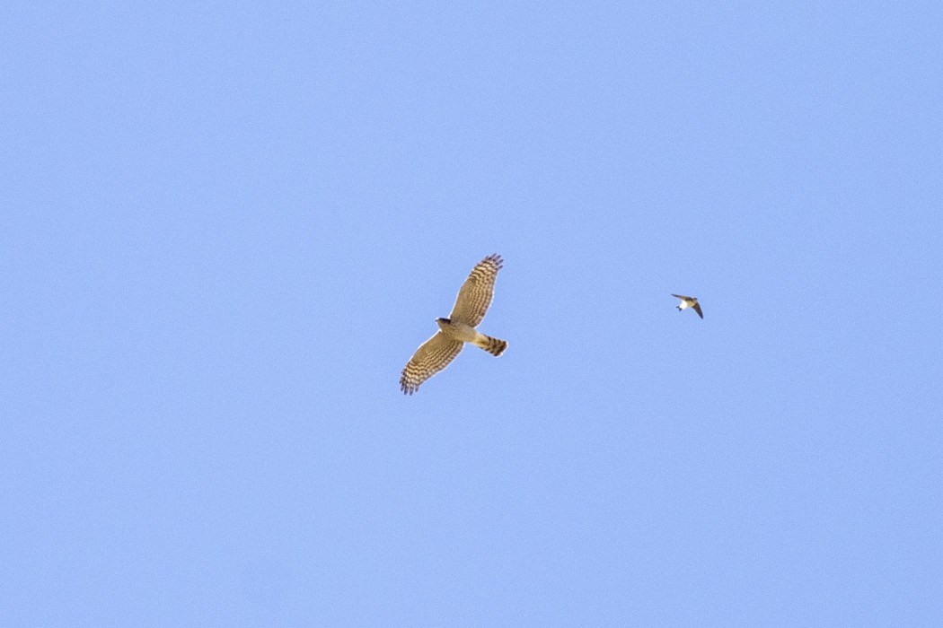Çakır