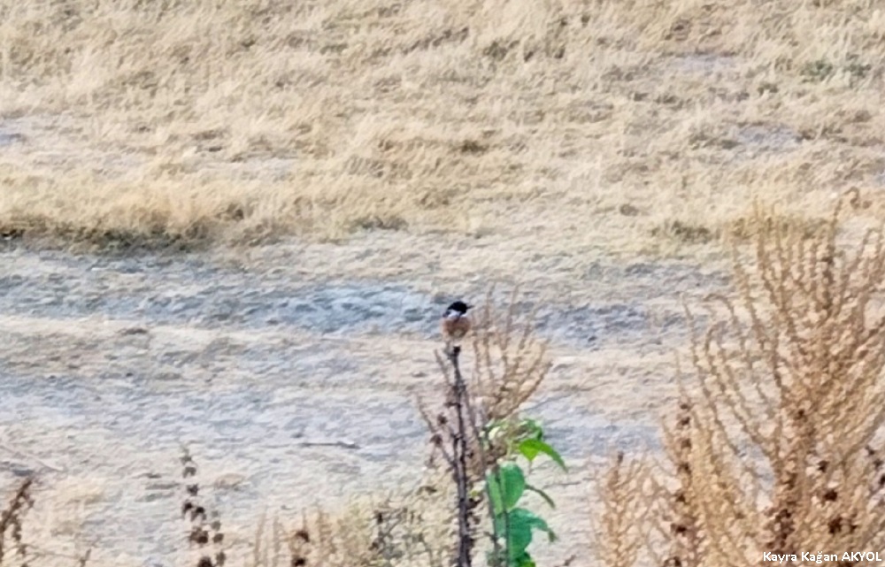Taşkuşu