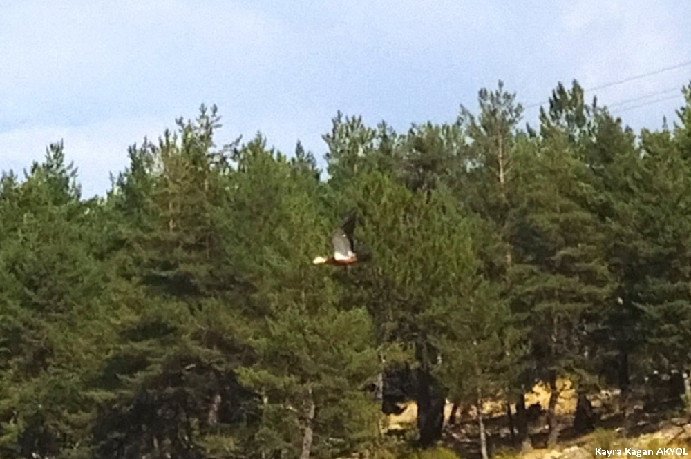 Angıt
