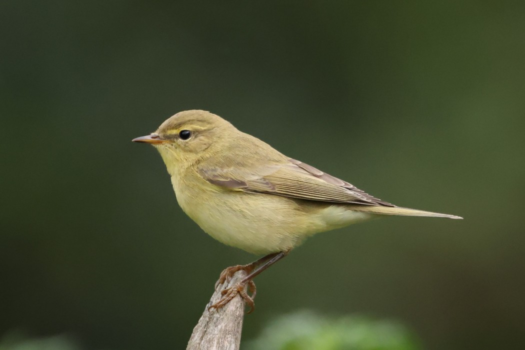 Söğütbülbülü