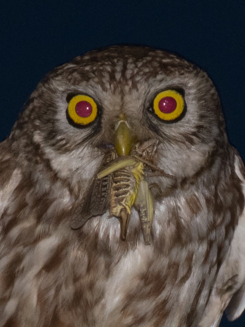 Kukumav
