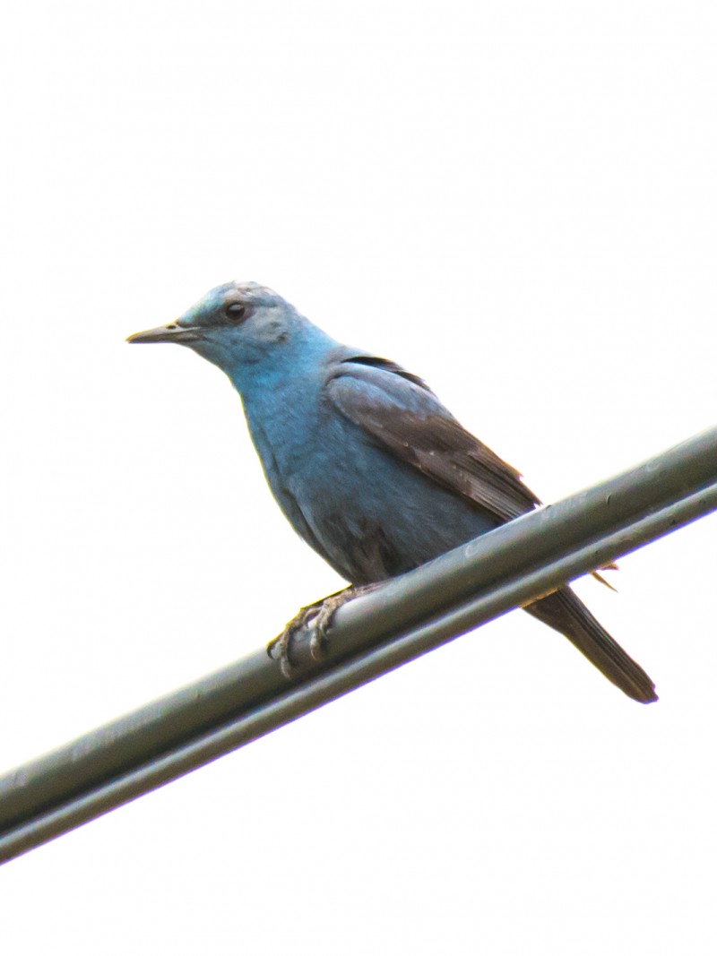 Gökardıç