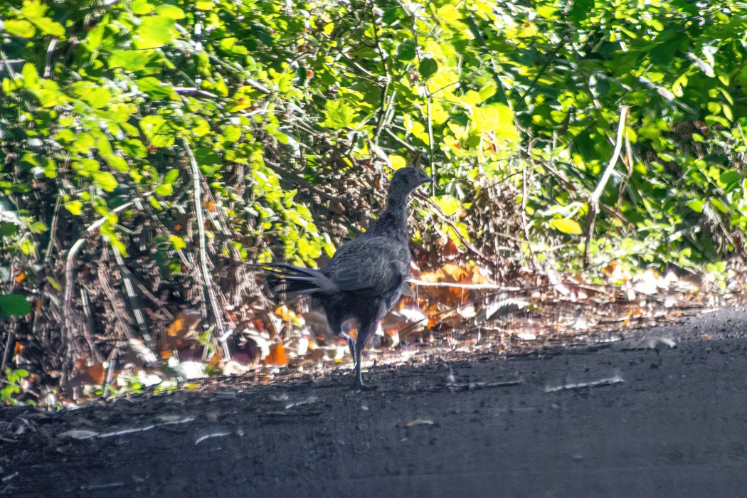 Sülün