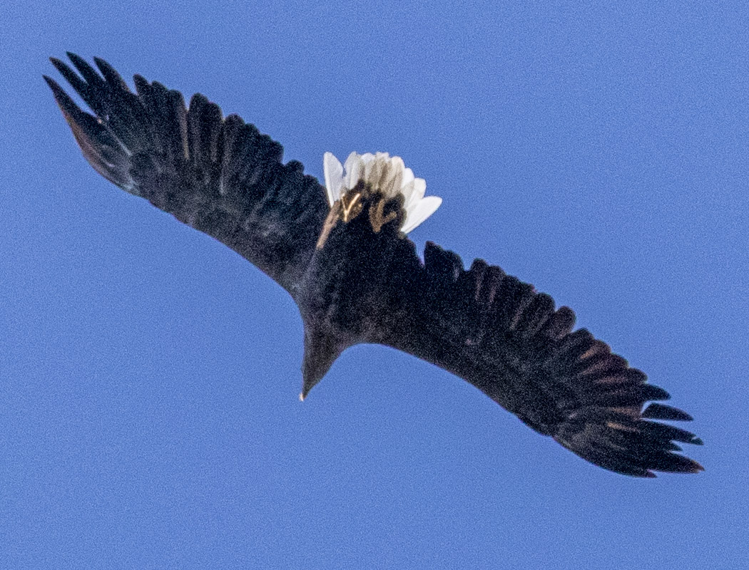 Akkuyruklu Kartal