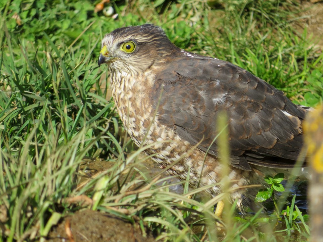 Atmaca