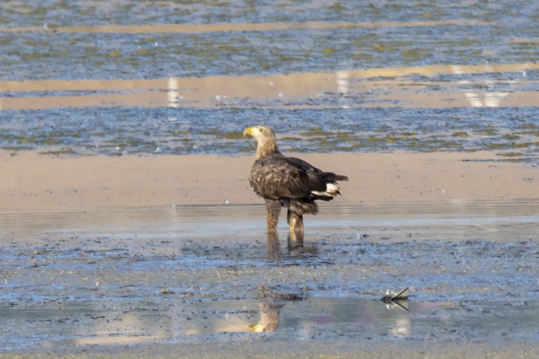 White-tailed Eagle
